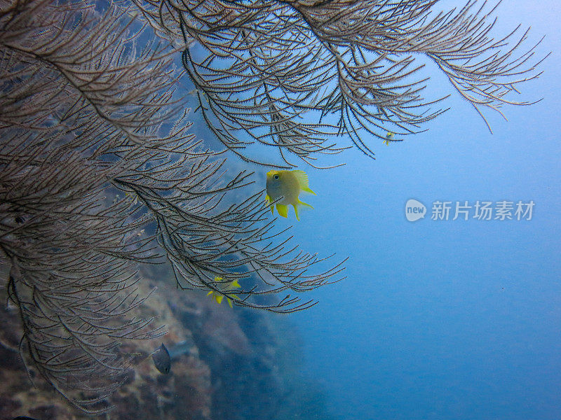 柳珊瑚海扇珊瑚礁生态系统中的金雀鲷(Amblyglyphidodon aureus)在泰国安达曼海甲米的Koh Haa群岛，珊瑚礁作为保护免受捕食者的侵害。